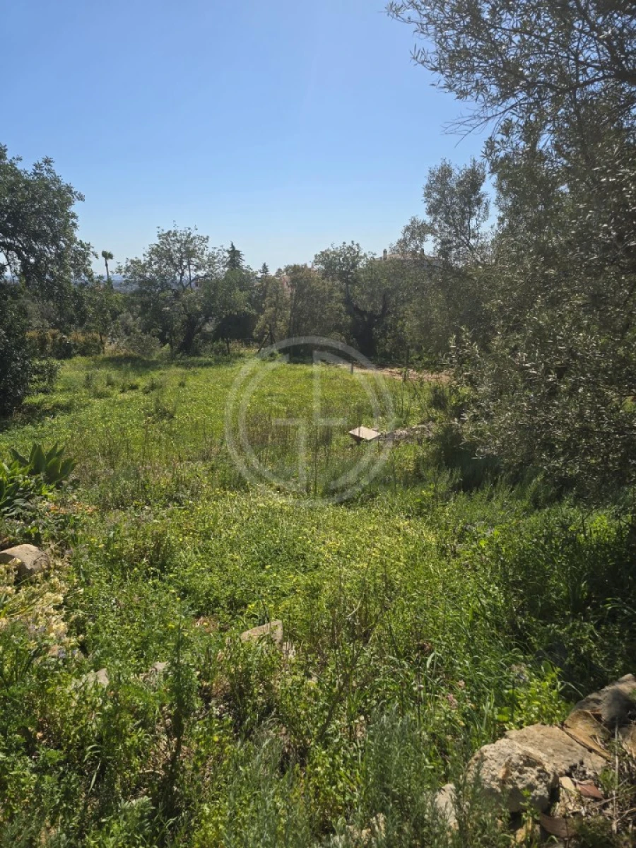 Terreno para Venda em Santa Barbara de Nexe Foto 8