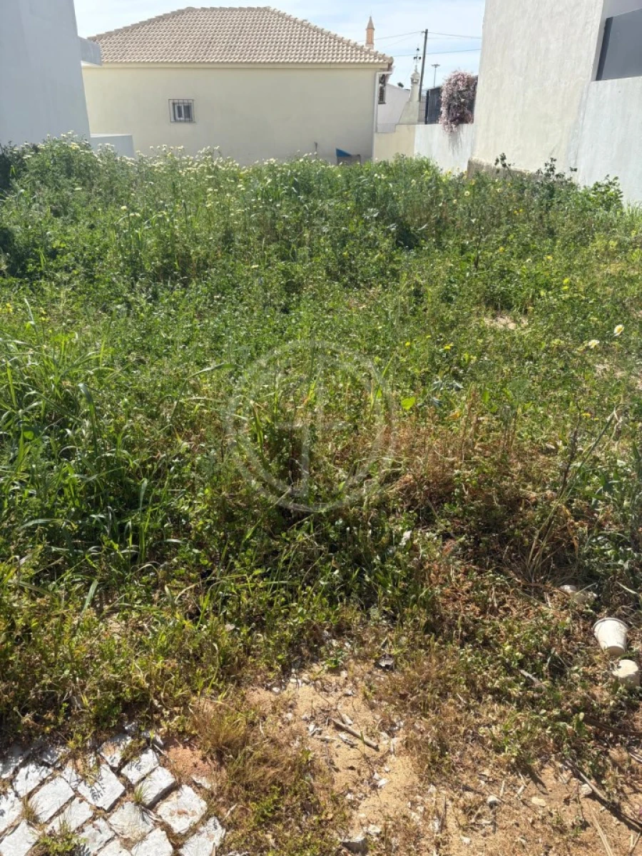 Terreno para Venda em Montenegro Foto 5