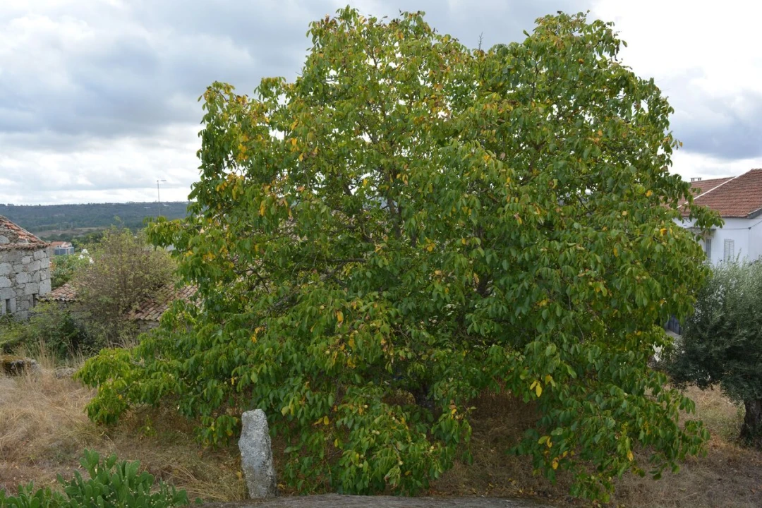 Moradia T6 para Venda em Alverca da Beira/Bouça Cova Foto 18