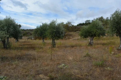 Moradia T6 para Venda em Alverca da Beira/Bouça Cova