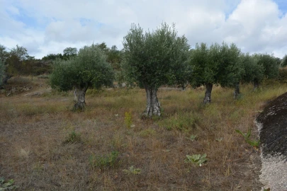 Moradia T6 para Venda em Alverca da Beira/Bouça Cova
