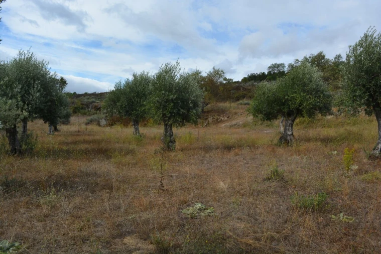 Moradia T6 para Venda em Alverca da Beira/Bouça Cova Foto 15