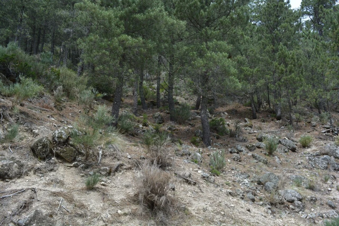 Quinta T1 para Venda em Manteigas (São Pedro) Foto 28