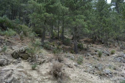 Quinta T1 para Venda em Manteigas (São Pedro)