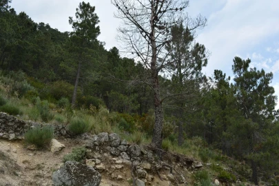Quinta T1 para Venda em Manteigas (São Pedro)