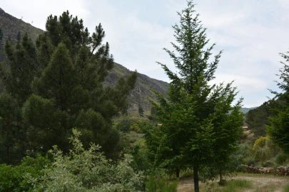 Quinta T1 para Venda em Manteigas (São Pedro)