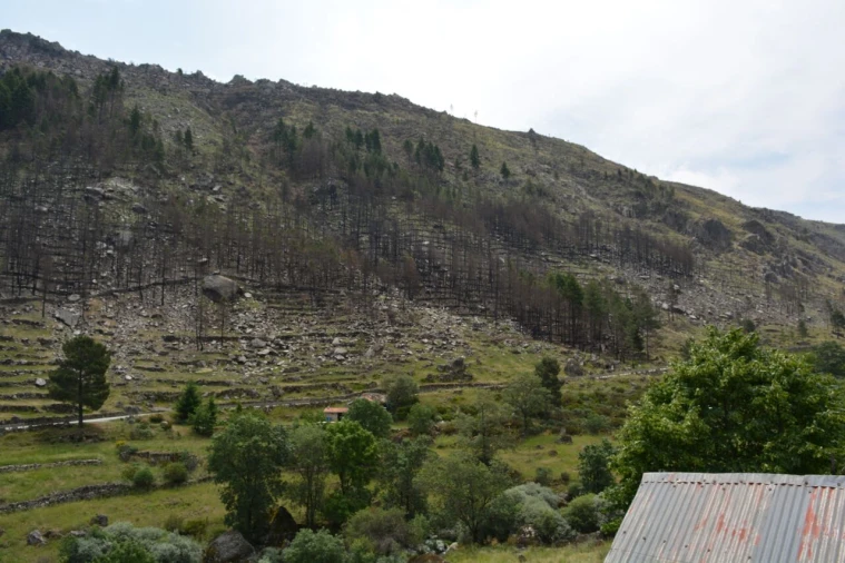 Quinta T1 para Venda em Manteigas (São Pedro) Foto 25