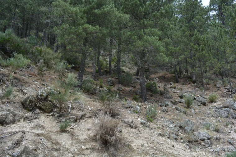 Quinta T1 para Venda em Manteigas (São Pedro) Foto 28