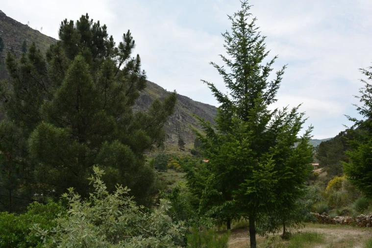 Quinta T1 para Venda em Manteigas (São Pedro) Foto 33