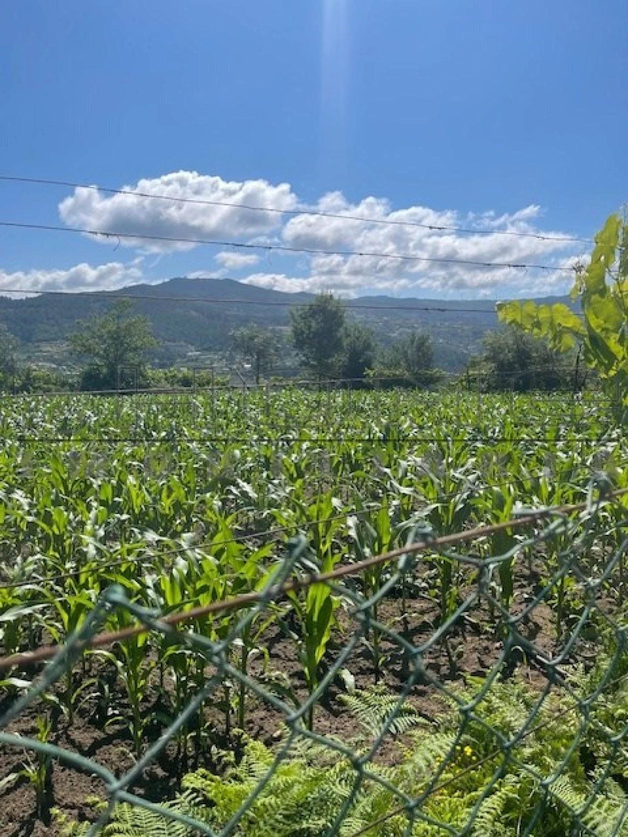 Moradia para Venda em Oliveira do Douro Foto 11