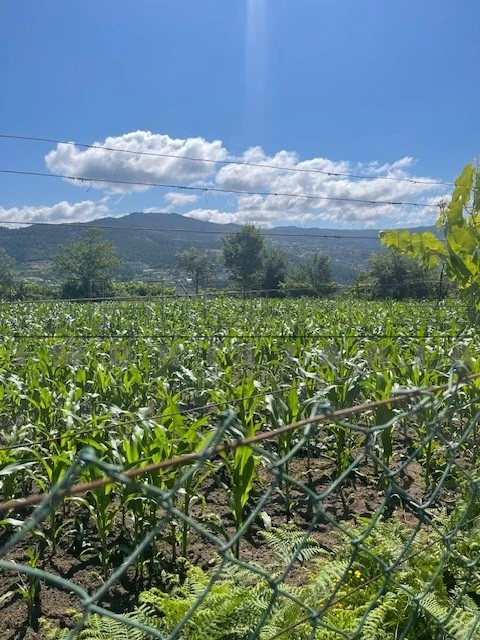 Moradia para Venda em Oliveira do Douro
