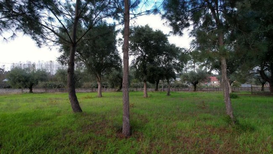 Terreno Agricola ou Rústico para Venda em Amoreira da Gândara, Paredes do Bairro e Ancas Foto 8