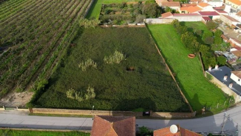 Terreno Agricola ou Rústico para Venda em Amoreira da Gândara, Paredes do Bairro e Ancas