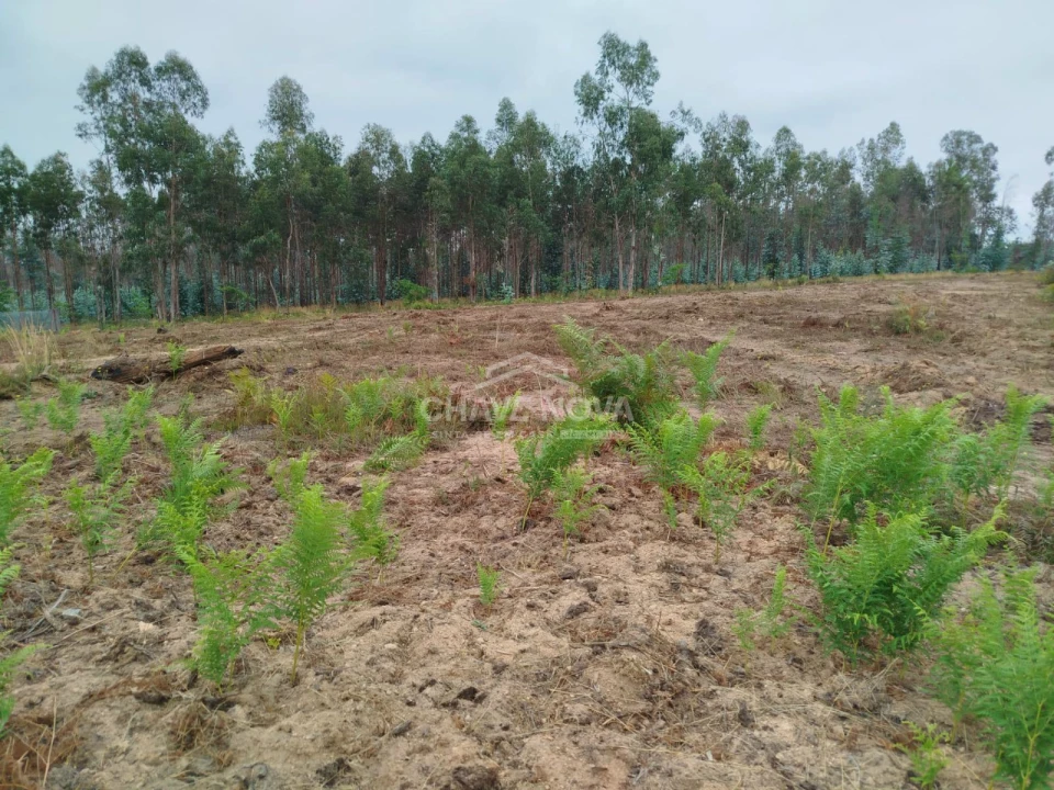 Terreno Agricola ou Rústico para Venda em Macinhata do Vouga Foto 2