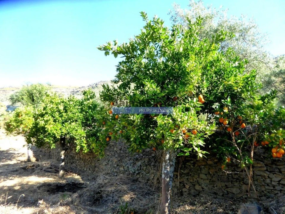 Terreno Agricola ou Rústico para Venda em Escalhão Foto 5