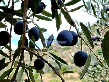 Terreno Agricola ou Rústico para Venda em Escalhão