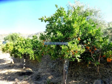 Terreno Agricola ou Rústico para Venda em Escalhão