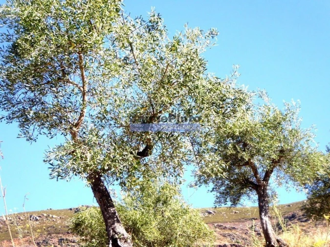 Terreno Agricola ou Rústico para Venda em Escalhão Foto 3