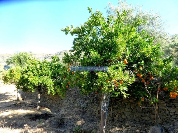 Terreno Agricola ou Rústico para Venda em Escalhão Foto 5