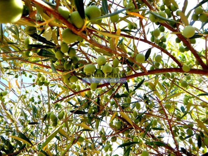 Terreno Agricola ou Rústico para Venda em Escalhão Foto 6