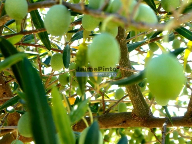 Terreno Agricola ou Rústico para Venda em Escalhão Foto 8