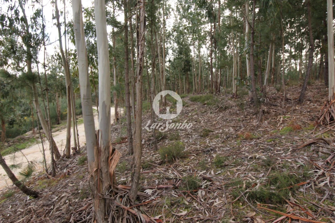 Terreno Agricola ou Rústico para Venda em Vale de Bouro Foto 7