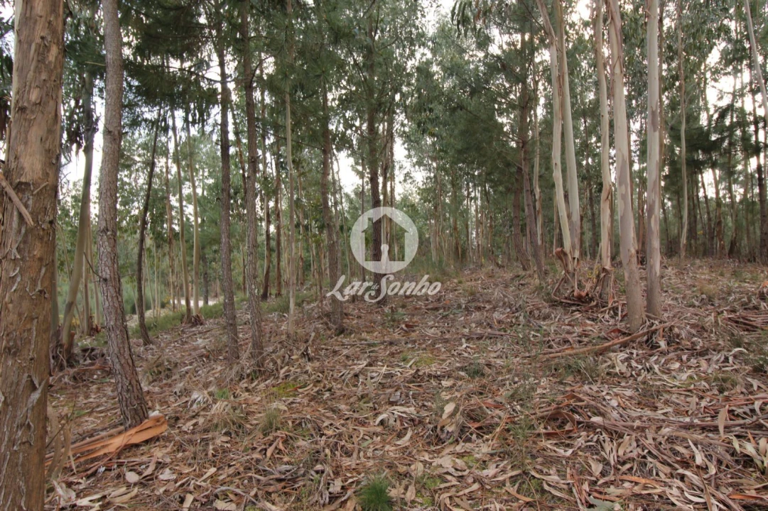 Terreno Agricola ou Rústico para Venda em Vale de Bouro Foto 9