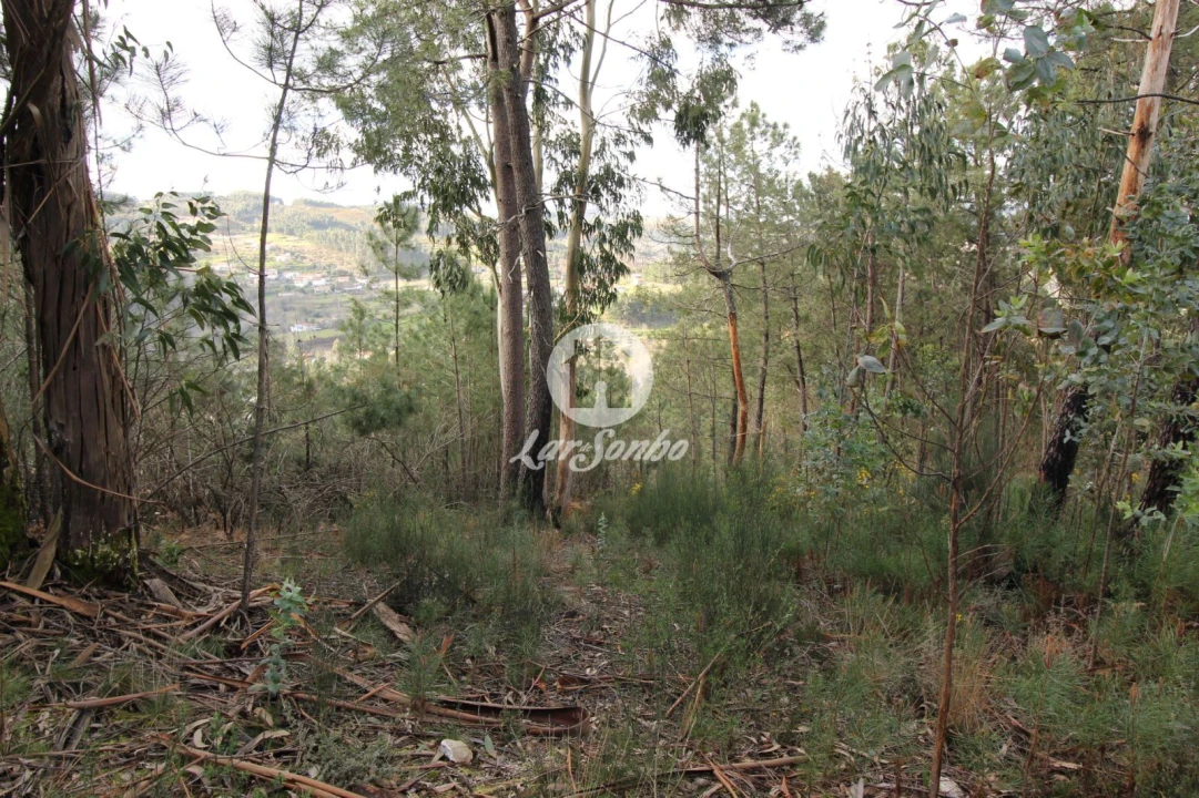 Terreno Agricola ou Rústico para Venda em Vale de Bouro Foto 12