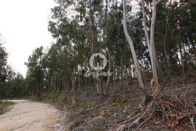 Terreno Agricola ou Rústico para Venda em Vale de Bouro