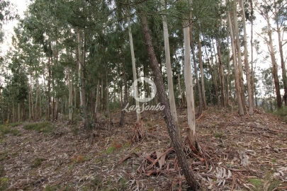 Terreno Agricola ou Rústico para Venda em Vale de Bouro