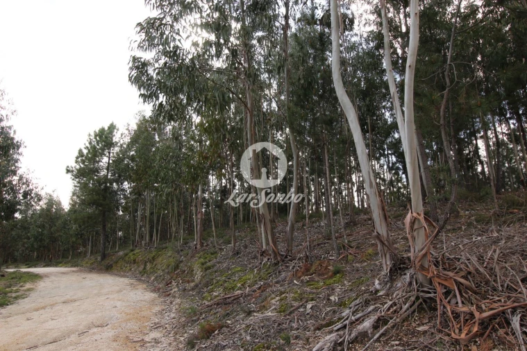 Terreno Agricola ou Rústico para Venda em Vale de Bouro Foto 5