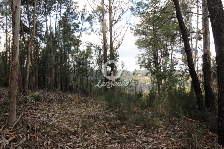 Terreno Agricola ou Rústico para Venda em Vale de Bouro Foto 10