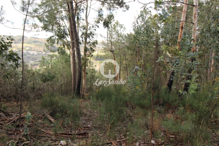 Terreno Agricola ou Rústico para Venda em Vale de Bouro Foto 11