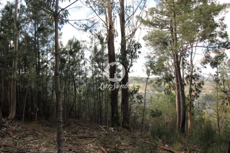 Terreno Agricola ou Rústico para Venda em Vale de Bouro Foto 15