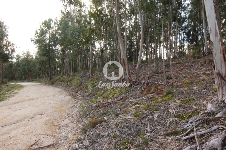 Terreno Agricola ou Rústico para Venda em Vale de Bouro Foto 18