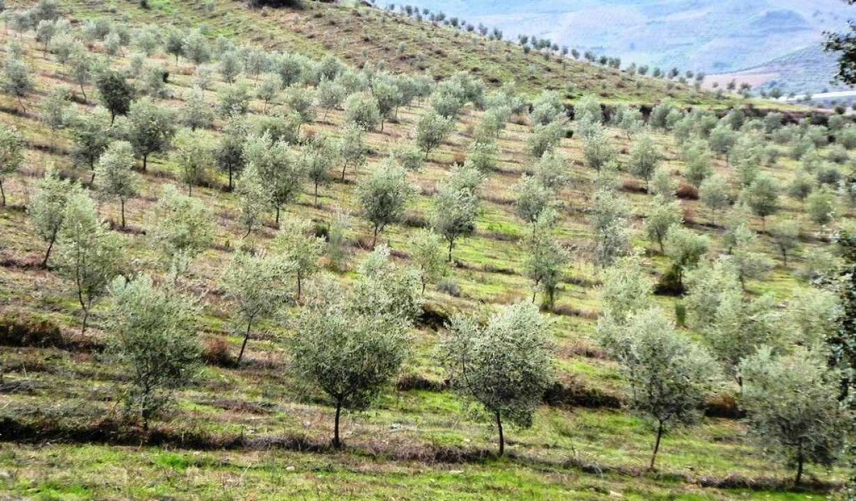 Quinta T2 para Venda em Valpaços e Sanfins Foto 5
