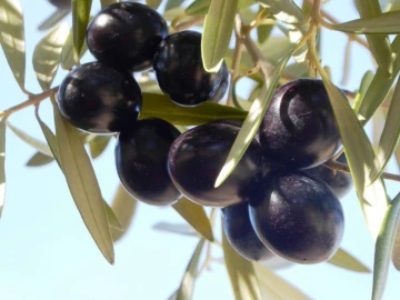 Quinta T2 para Venda em Valpaços e Sanfins