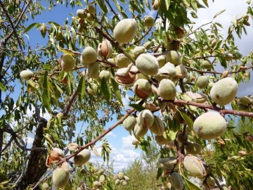 Quinta T2 para Venda em Valpaços e Sanfins