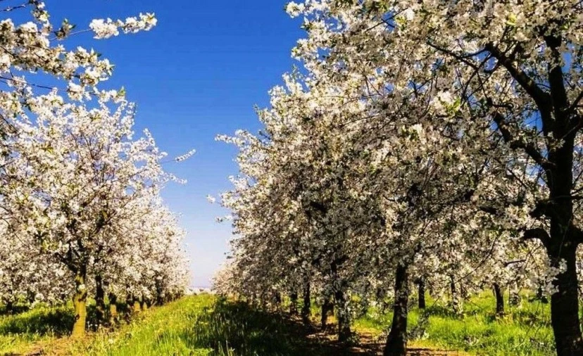 Quinta T2 para Venda em Valpaços e Sanfins Foto 7