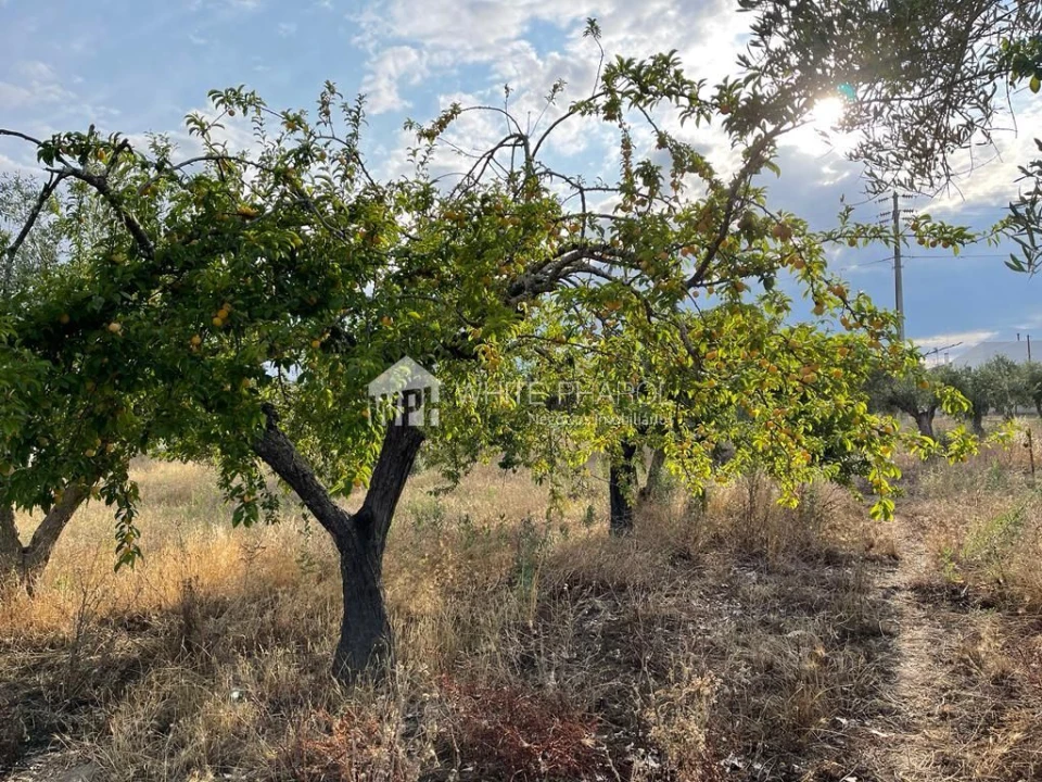 Terreno Agricola ou Rústico para Venda em Santa Eulalia Foto 3