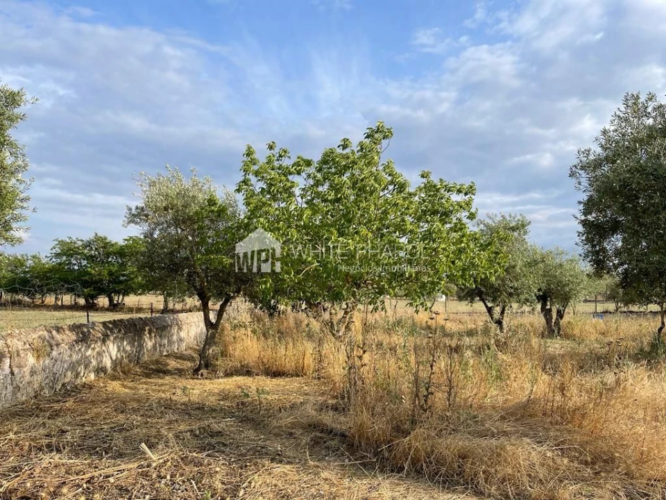 Terreno Agricola ou Rústico para Venda em Santa Eulalia Foto 9