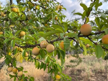Terreno Agricola ou Rústico para Venda em Santa Eulalia