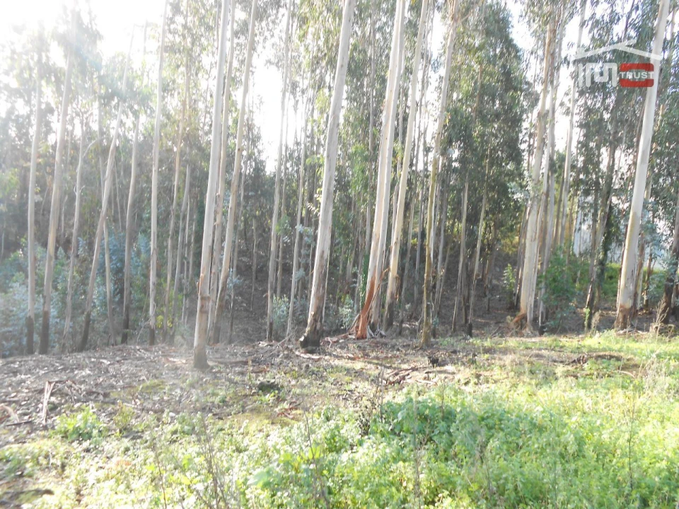 Terreno Agricola ou Rústico para Venda em São Mamede Foto 8