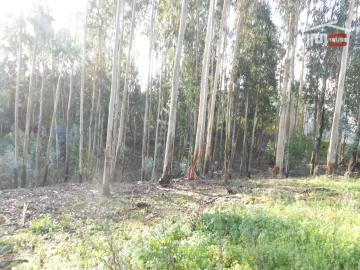 Terreno Agricola ou Rústico para Venda em São Mamede