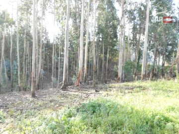 Terreno Agricola ou Rústico para Venda em São Mamede