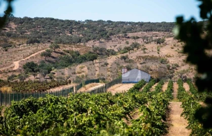 Quinta para Venda em Cabeção