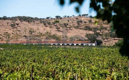Quinta para Venda em Cabeção