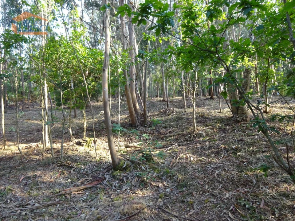 Terreno para Venda em Pedroso e Seixezelo Foto 12