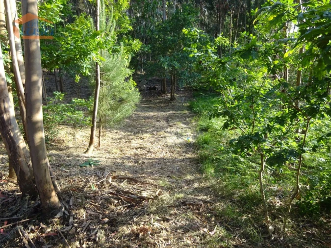 Terreno para Venda em Pedroso e Seixezelo Foto 10