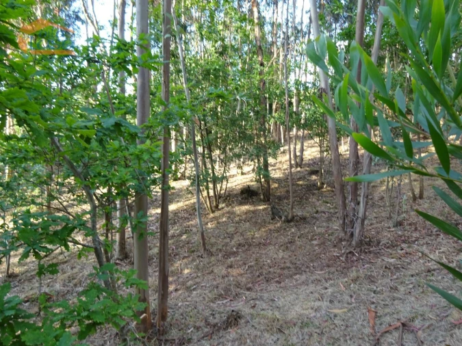 Terreno para Venda em Pedroso e Seixezelo Foto 15